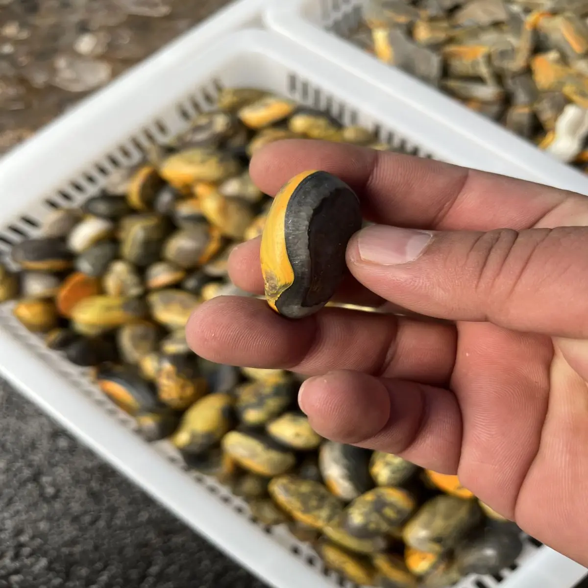 1Kg Natural Crystal Primitive Stone Primitive Mine Indonesian Bumblebee Ore Color Grain Shape Like Bumblebee Random Sent