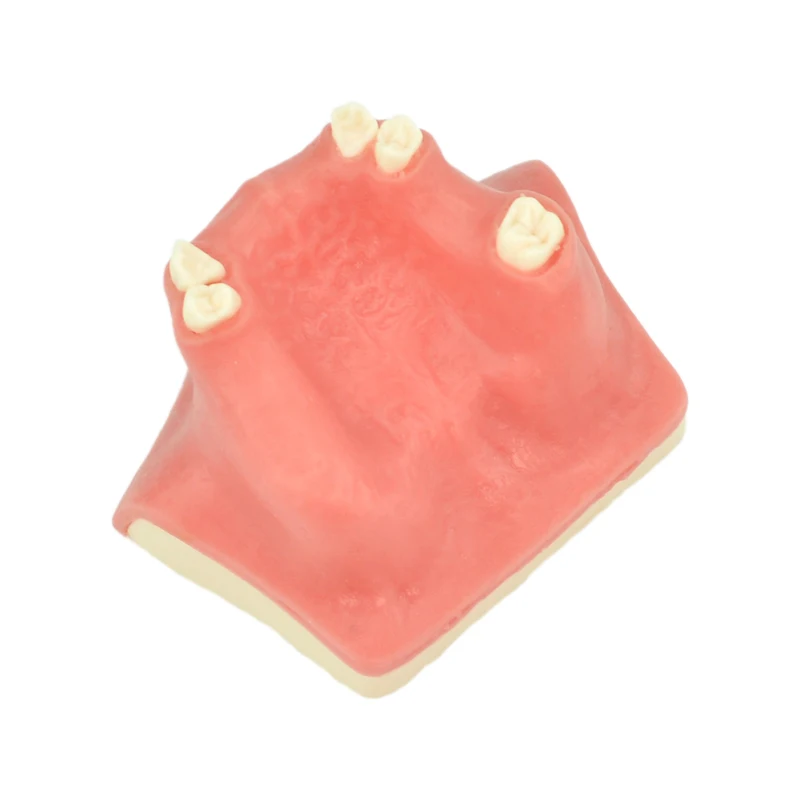 

Dental Maxillary Sinus Teeth Model Teeth Model Dentist Teaching Demonstration Model Dental Instrument Dental Material