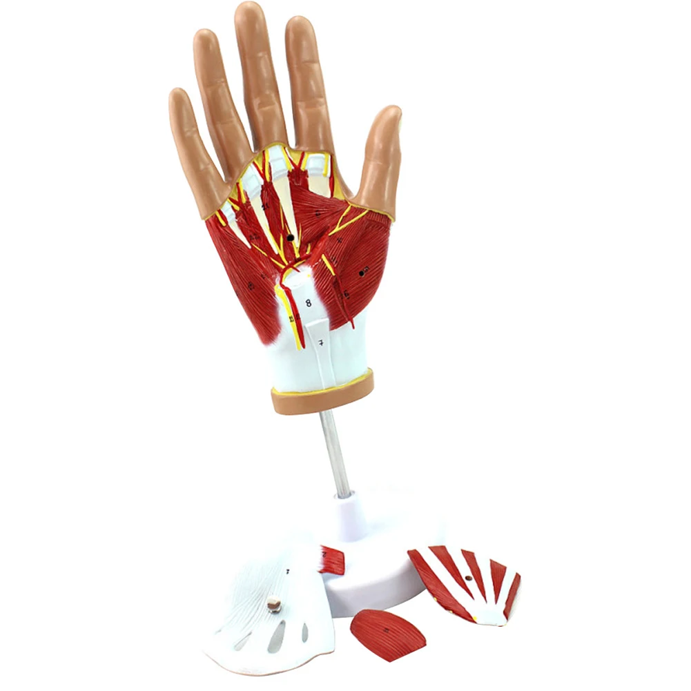 

4 Parts Life Size Medical Anatomical Hand Skeleton Model with Ligaments, Muscles, Nerves and Arteries Medical Teaching Model