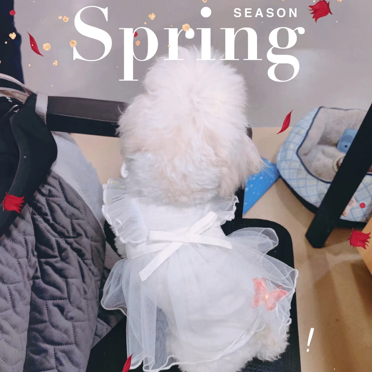 

INS White Gauze Skirt Dog Skirt Maltese Schnauzer Yorkshire Teddy Small Dog Cat Dress Simple Solid Color Dog Clothe Puppy Clothe