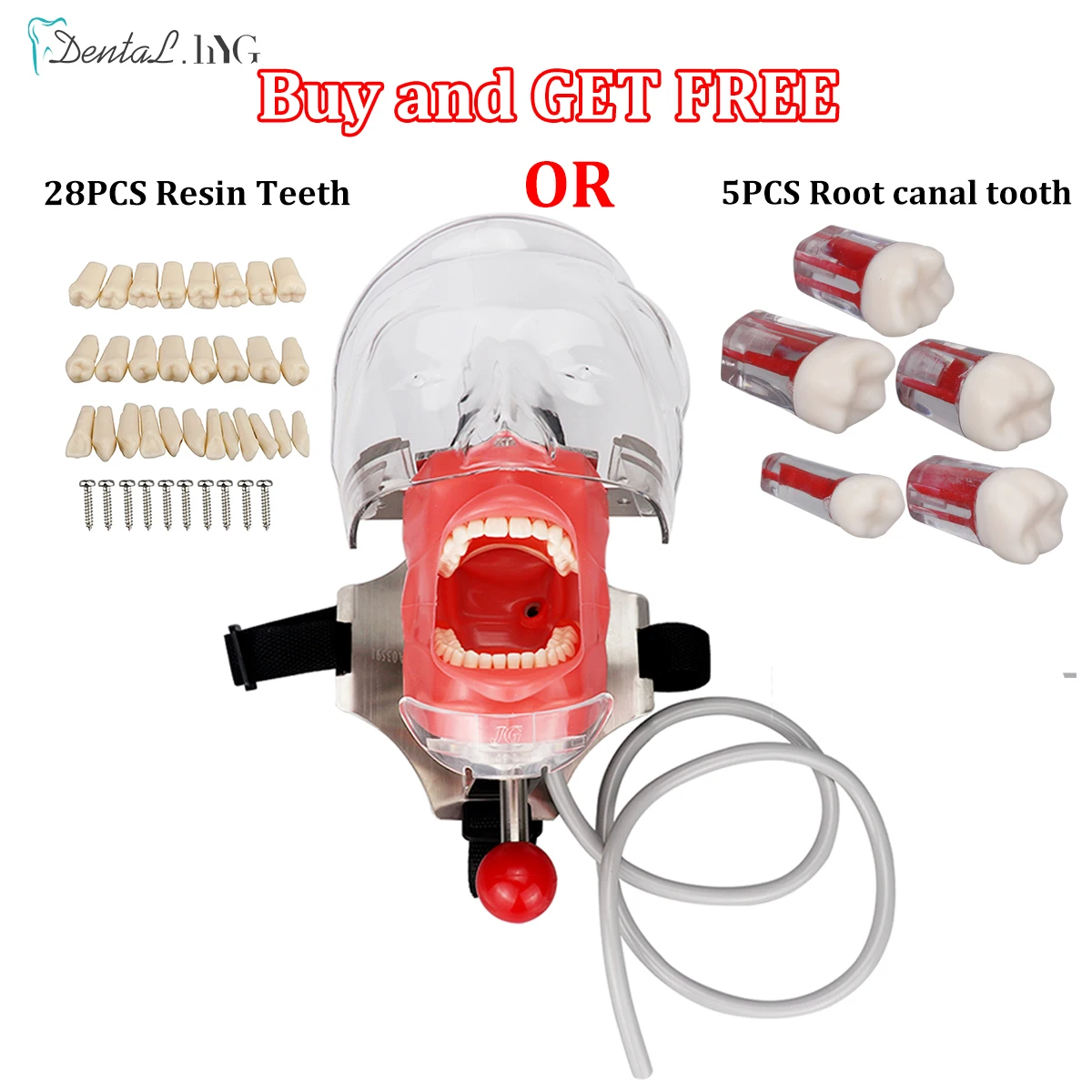 Simple Head Model Dental Simulator Phantom Head for Dentist Education Dentist Teaching /TrainingHead Model Removable Resin Teeth
