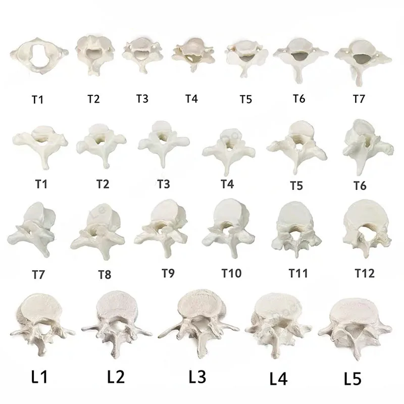 

Анатомическая модель позвоночника MDCA