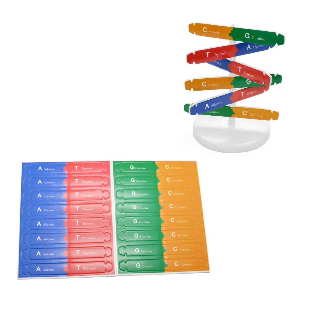 Модель ДНК научный двойной набор модель Обучающие гены обучение 3D биологическое