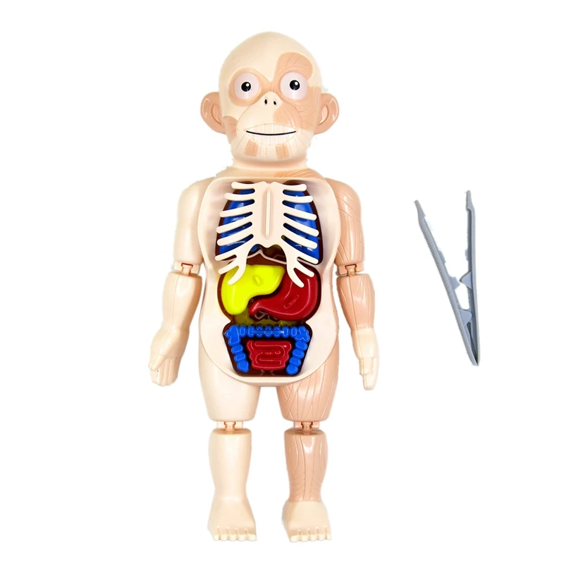 

Halloween Human Body Anatomy Model Plastic Human Organ Assembly Toy DIY Science Educational Toy for Children Kids