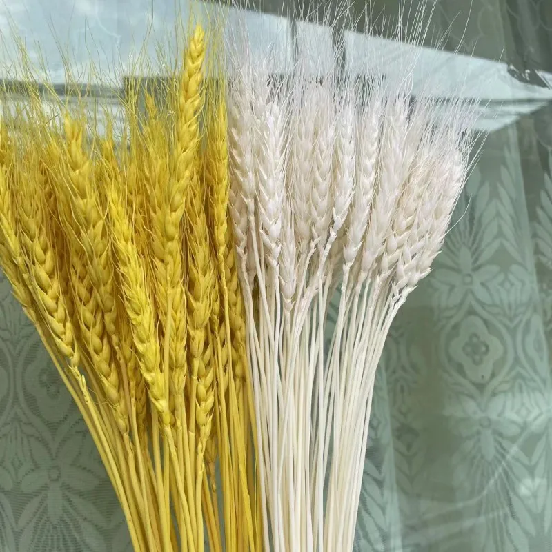 

50Pcs Real Wheat Ear Natural Dried Flowers Wedding Gifts For Guests Boho Home Decor Party Supplies Small Flowers For Crafts