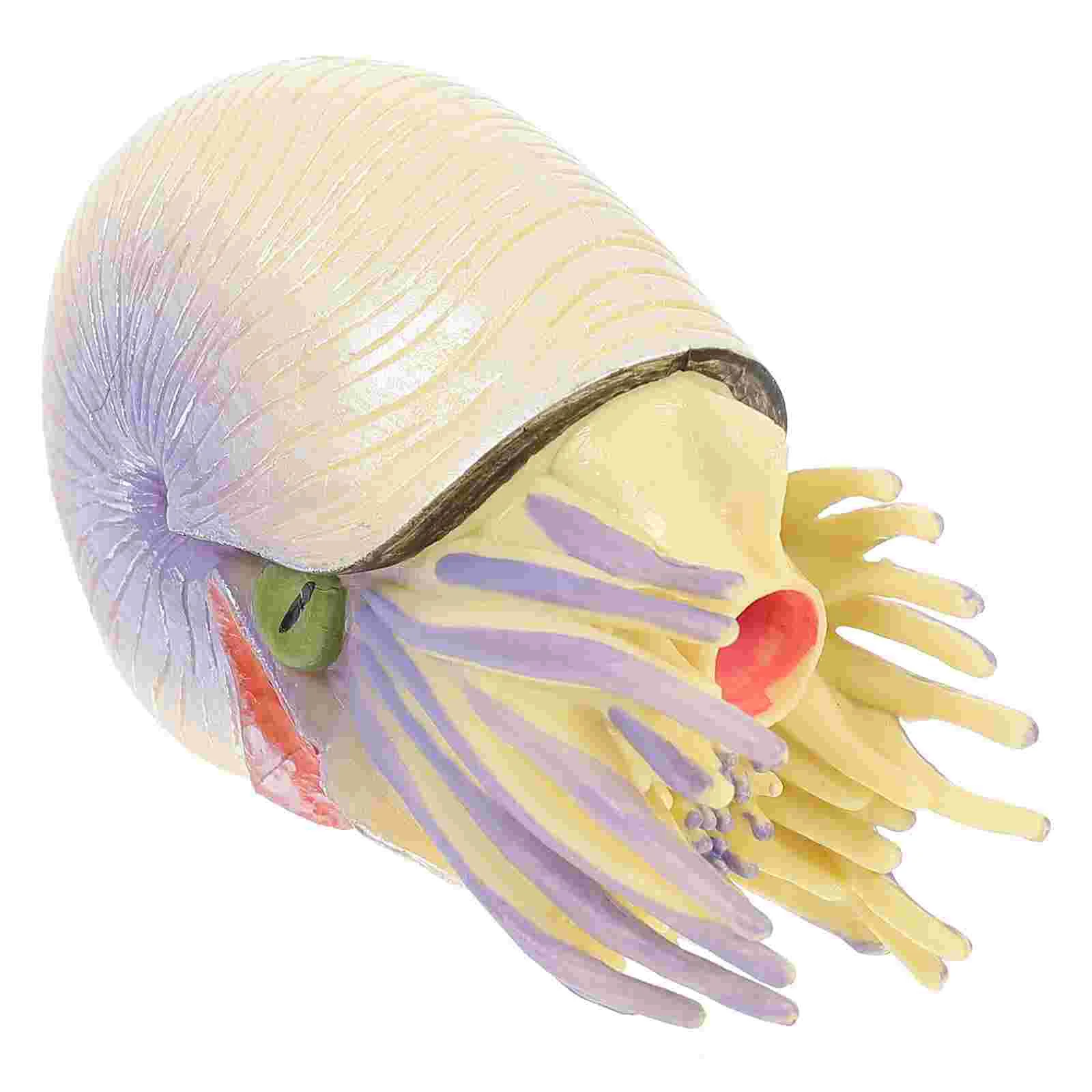 

Nautilus Model Ornament Desktop Nautilus Shape Decor Kids Nautilus