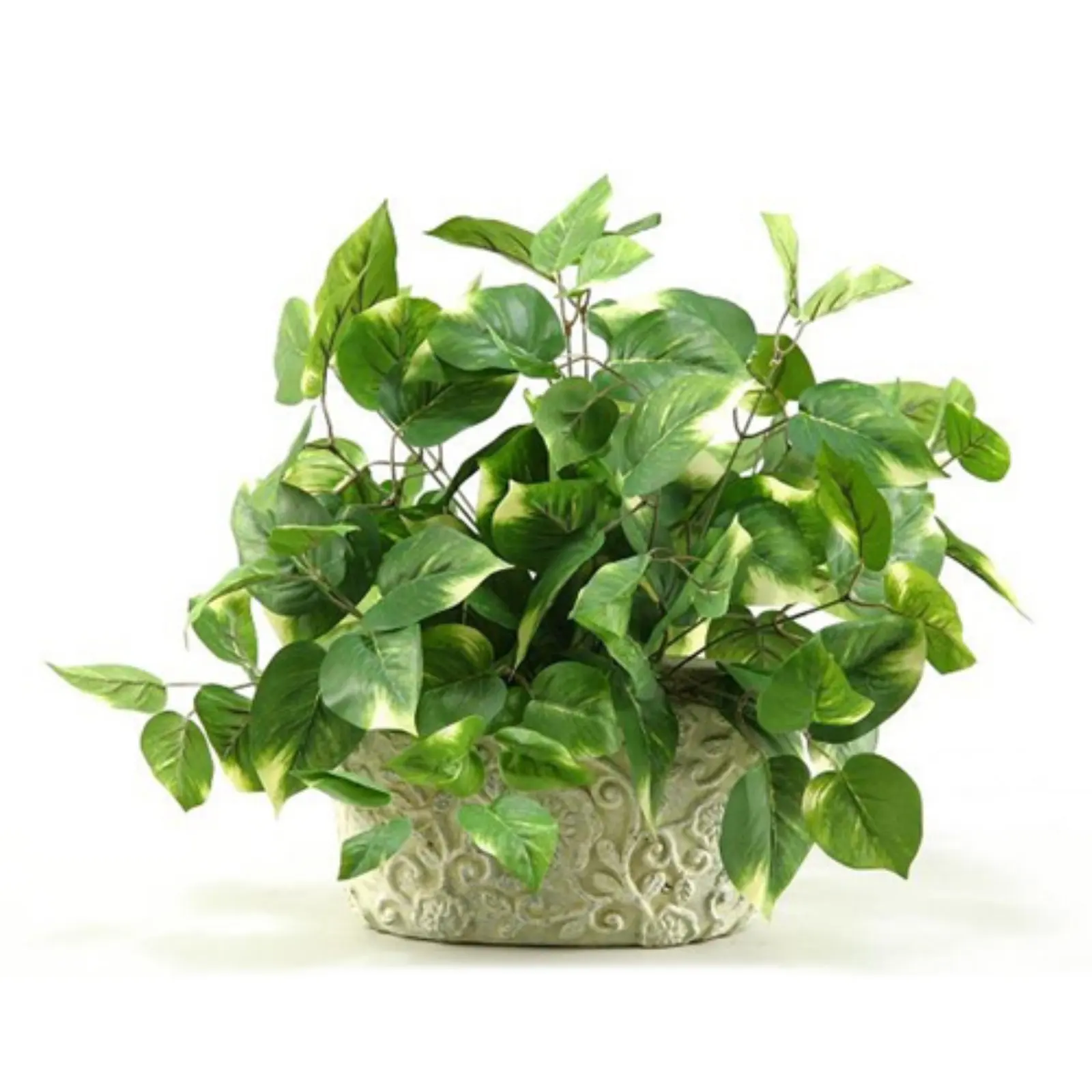 

Pothos Ivy Silk Plant