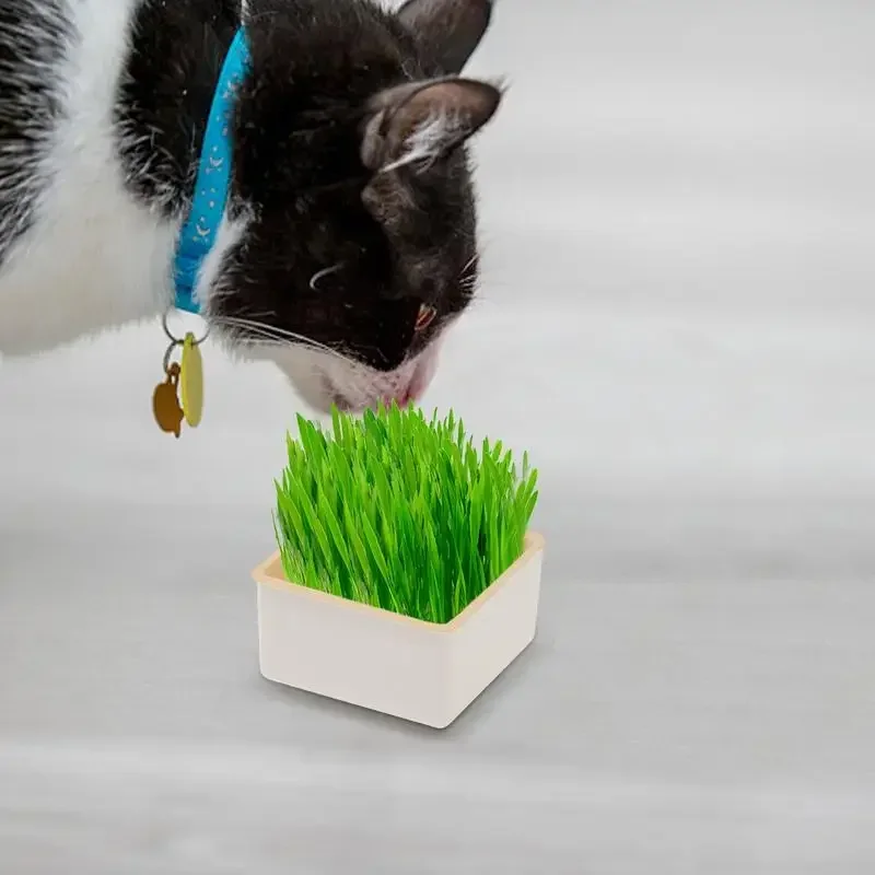 Набор для выращивания кошачьей травы посуда котят горшок контейнер гидропонных
