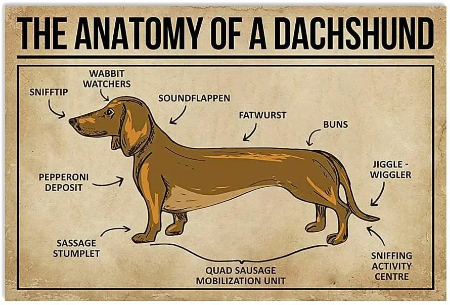 

Anatomy of A Dachshund Knowledge Wall D¨¦cor Art Gift for Dog Lover Decor Poster Wall Art Decor Metal Sign Poster
