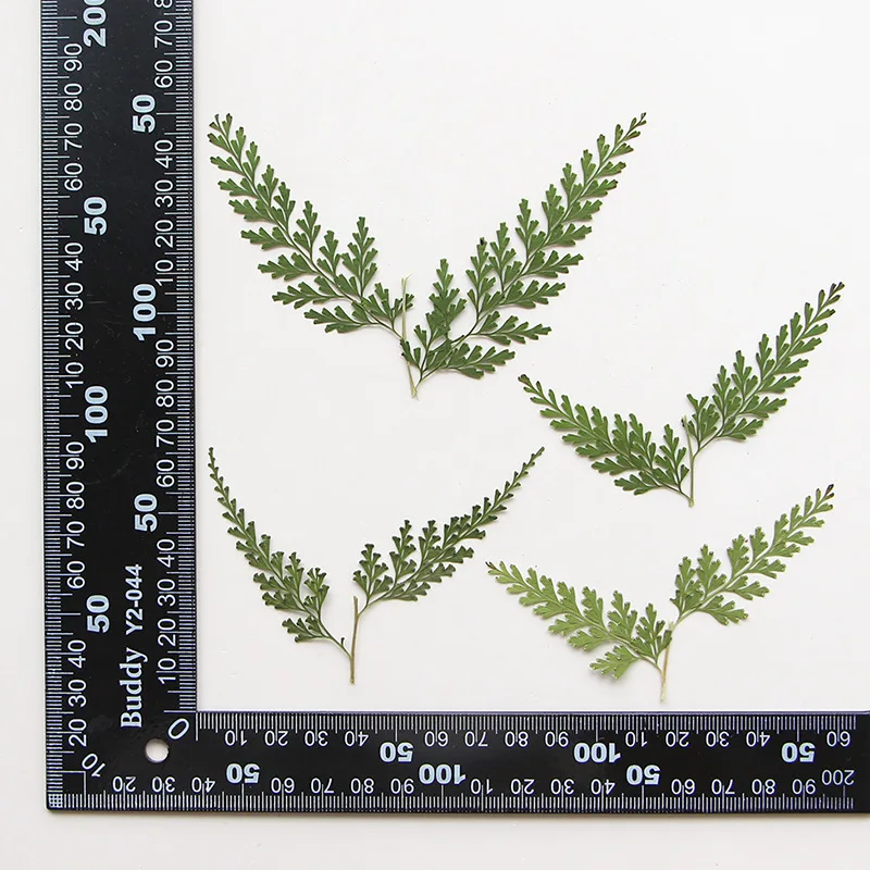 

Сухие листья папоротника Nature Pressed Fern Branches 12 шт.