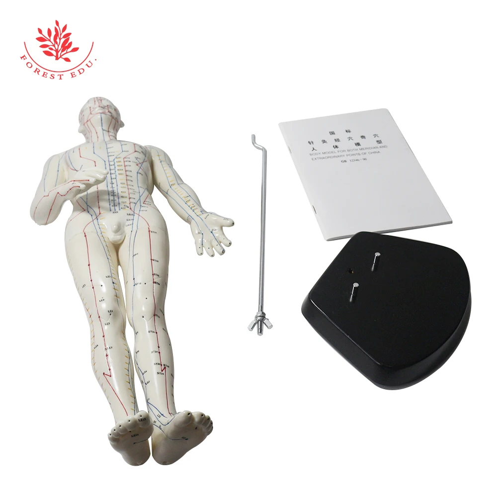 Акупунктурная модель человека из пластика, мужская 50 см, женская 48 см, английский код манекен, ресурс для реабилитации и обучения в медицинской науке.