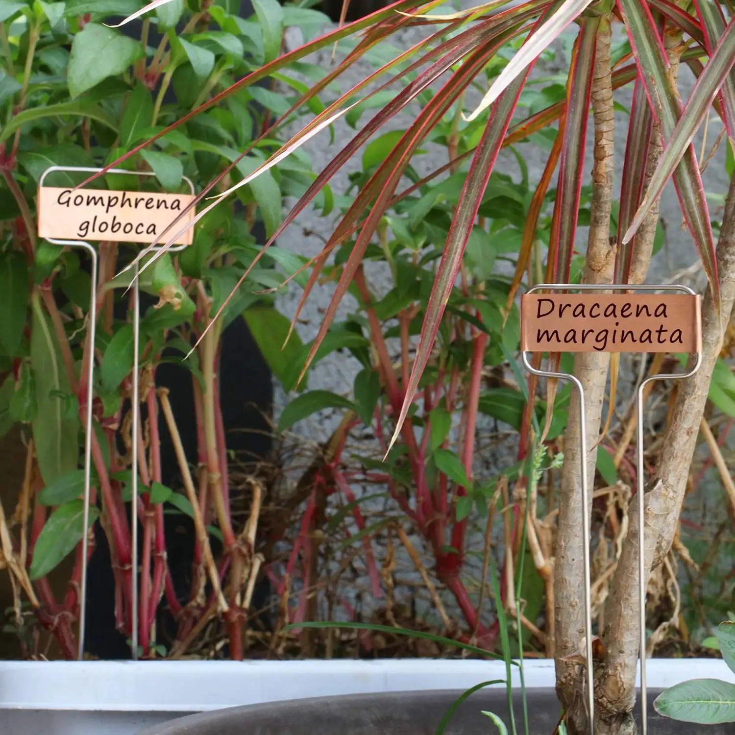 

40 Pieces of Metal Plant Labels 10 Inch Copper Plant Labels Plant Tag Labels
