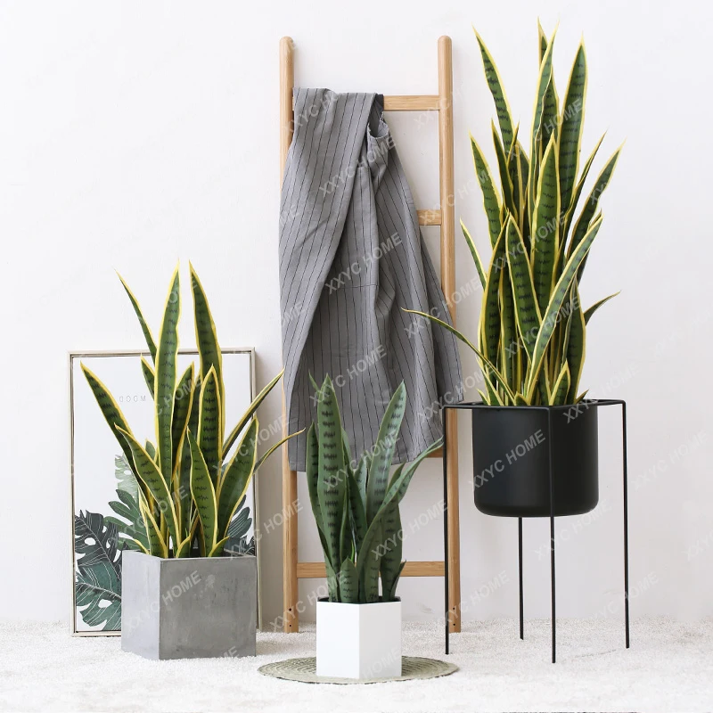 Растение Sansevieria Trifasciata Prain на земле зеленое растение для украшения дома