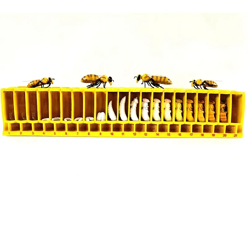 Форма для обучения пчеловодству с большим жизненным циклом форма из