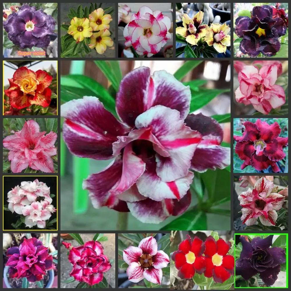 

5PCS Colorful "Adenium obesum -Desert Rose" Flowers - Semillas