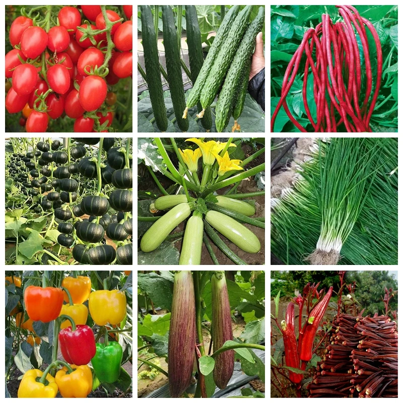

strawberry Onion Broccoli Cucumber Eggplant Pepper Pumpkin Cabbage Shallot Carrot Tomato Lettuce Chili celery Corn