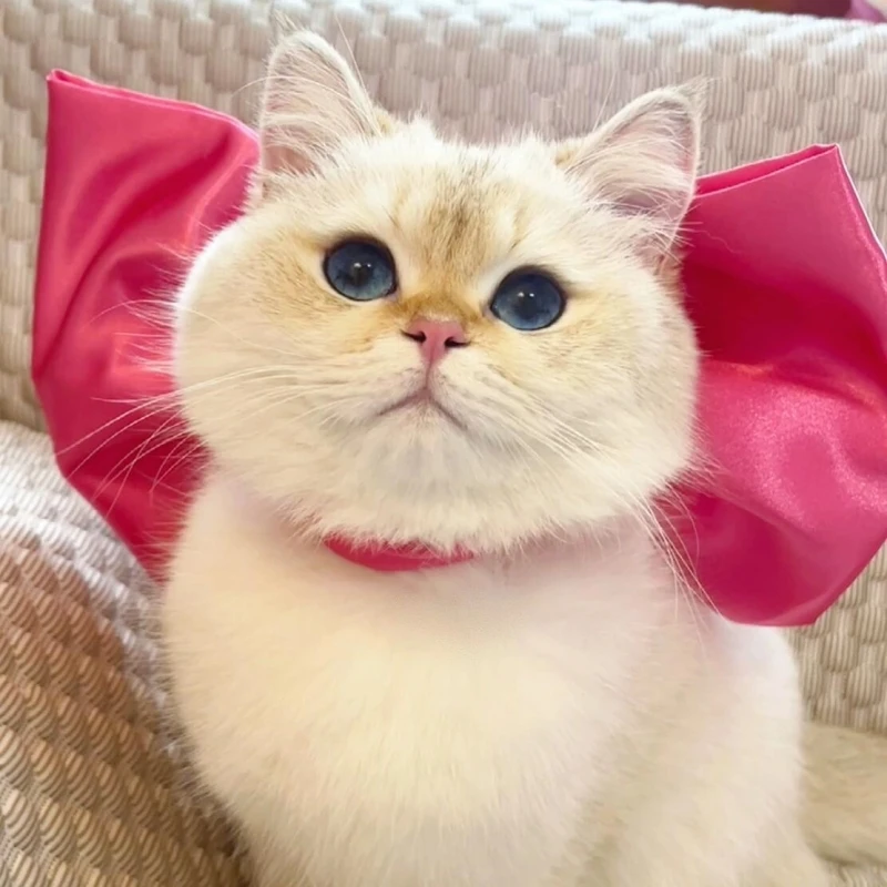 Женское кольцо для шеи с бантом том в виде кошки