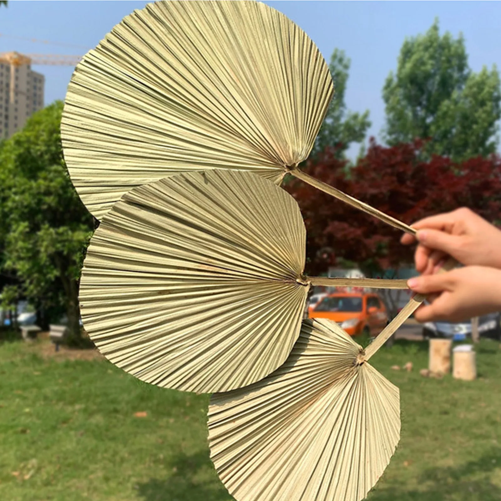 2022 Natural Palm Spear Shape Dried Palm Leaves With Stem for Bohemian Home Decoration Wedding Decor Odorless Non-Toxic Fan