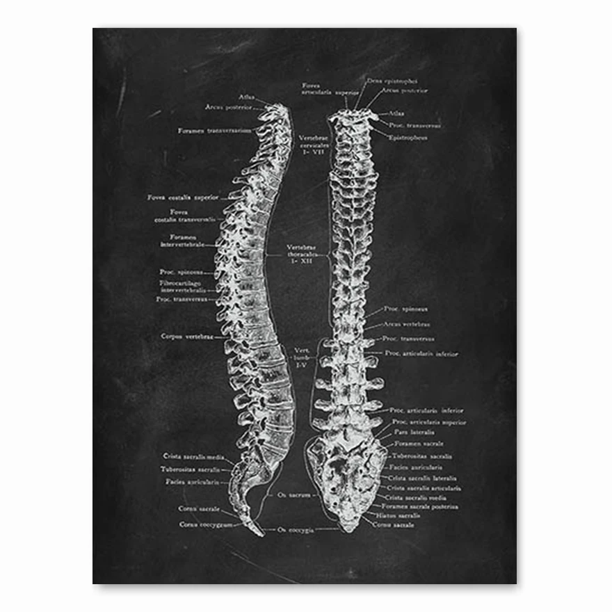 Картина анатомия человека джейми роубак иллюстрированный атлас анатомия человека