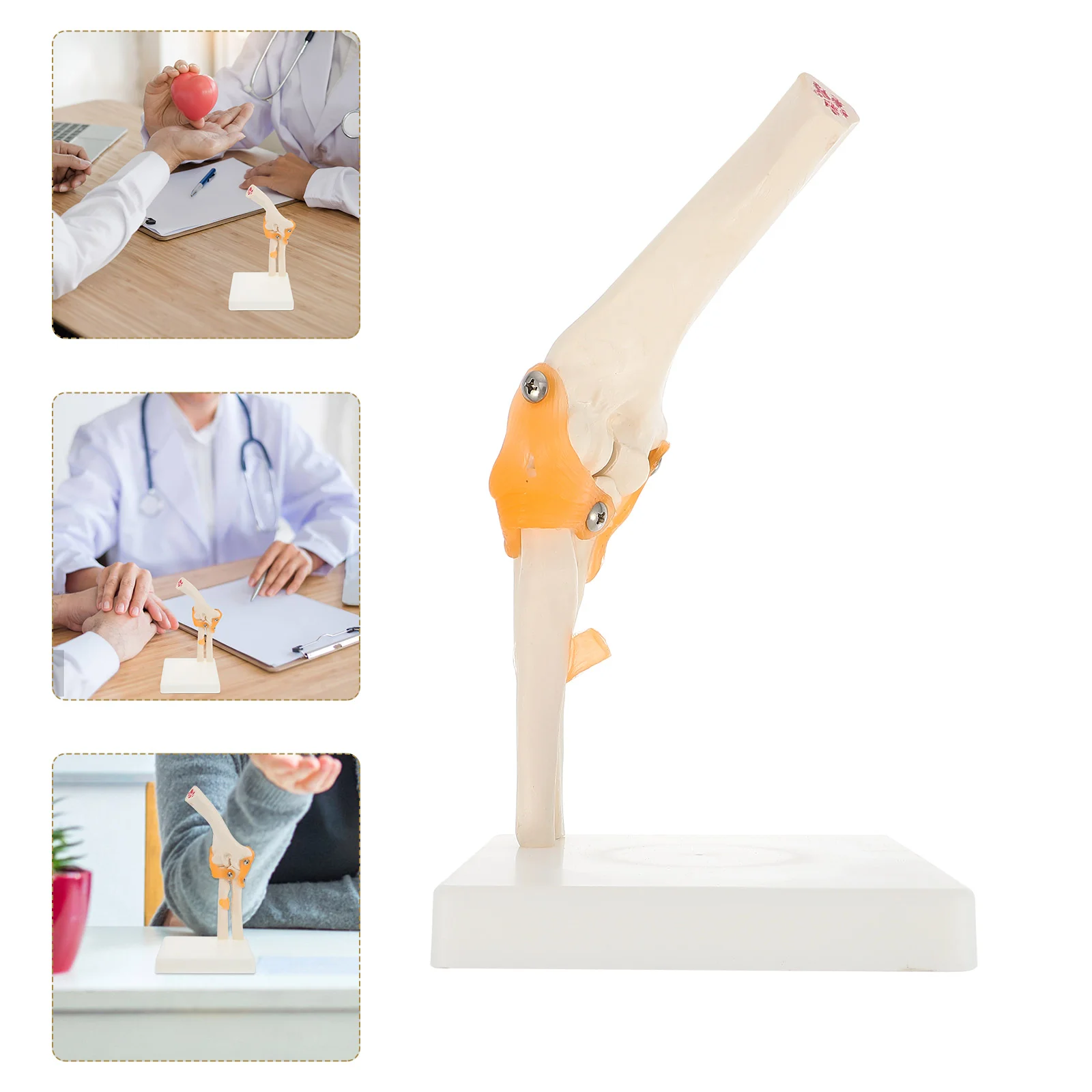 

Elbow Model PVC Ancon Joint Bone Mannequin The Shoulder Human Plastic Anatomical