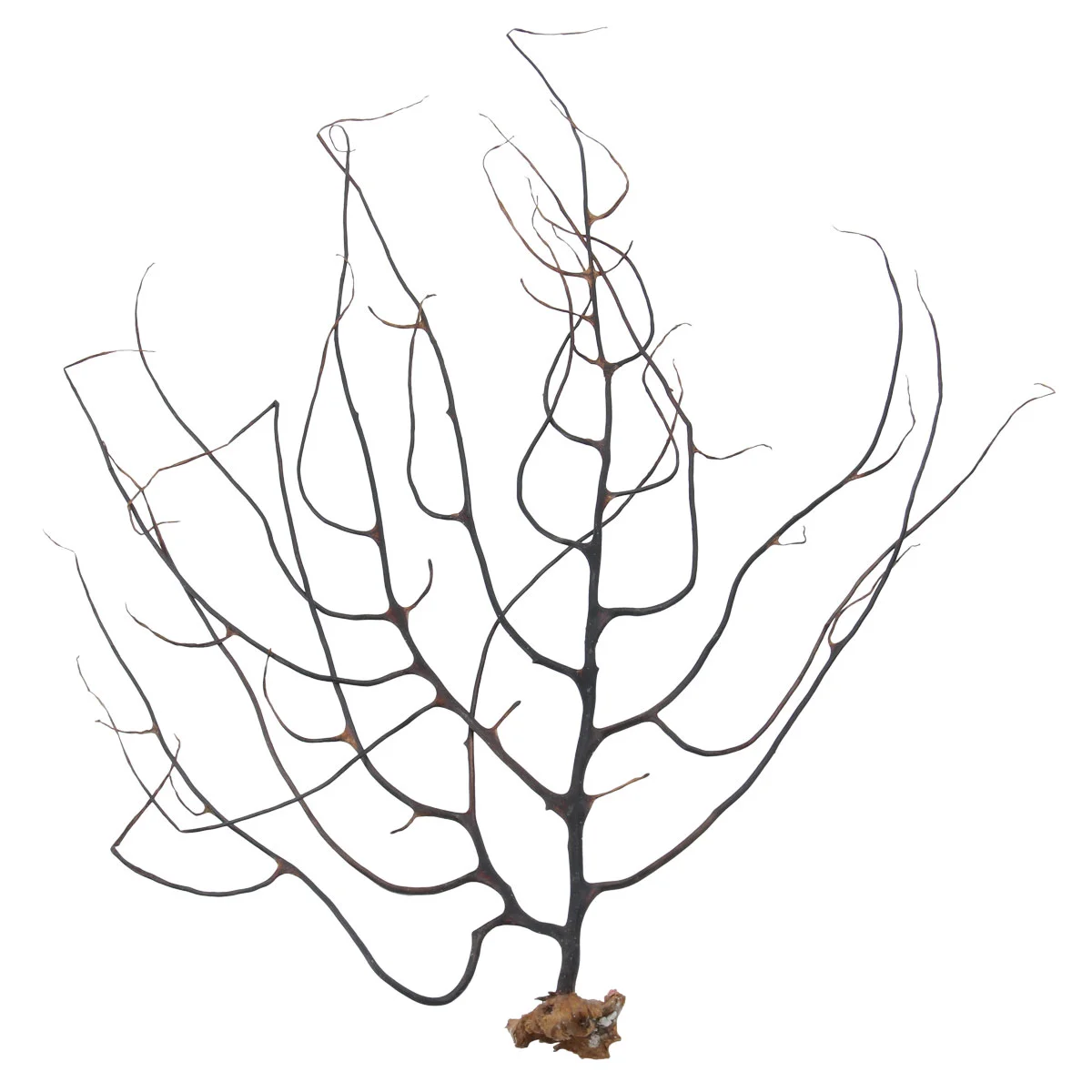 

Coral Sea Aquarium Fan Decortank Decorationsornament Artificial Decoration Simulation Accessories Black Natural Fans Forreef