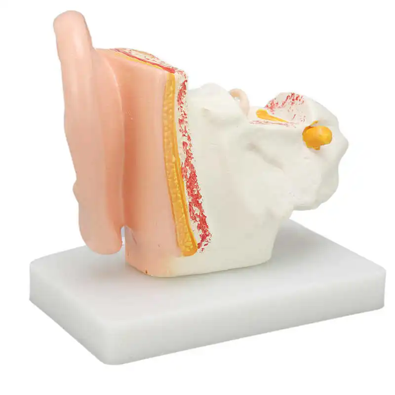 

Human Ear Anatomical Model Better Understand Ear Anatomical Model for Display