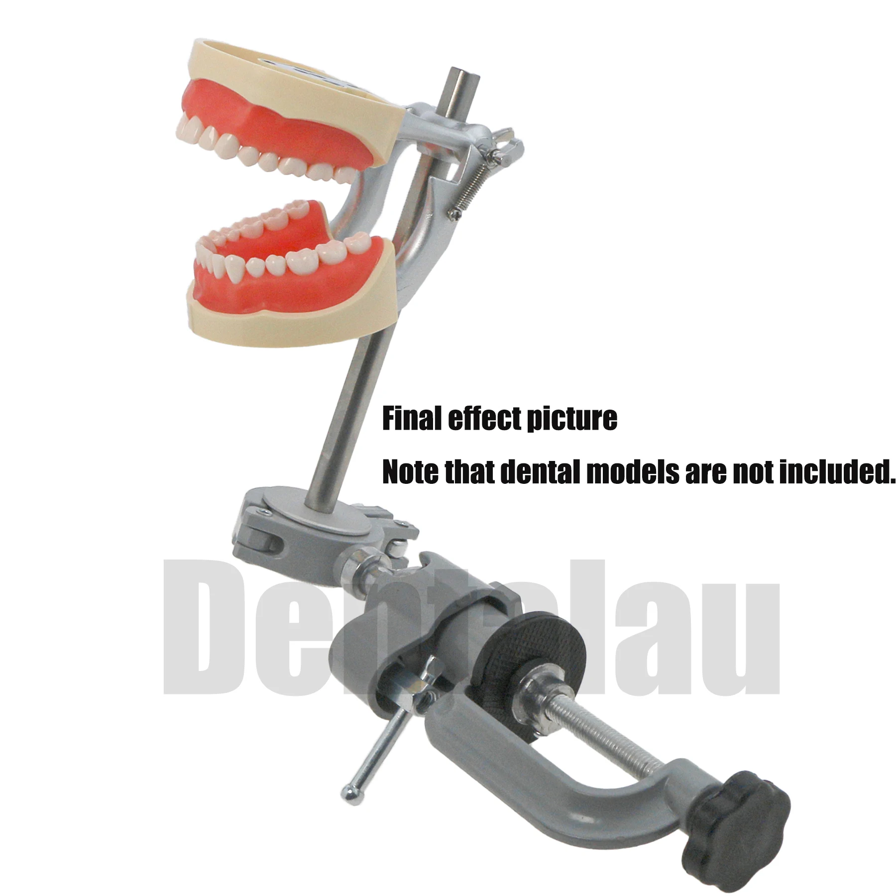 Стоматологическая модель зубов Typodont совместимая с Kilgore NISSIN 200 съемные