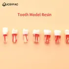 Зубная модель для обучения ротовой полости, полимерная зубная смола, Стоматологическая модель эндодонтической зубы с цветным корневым каналом и целлюлозной практикой