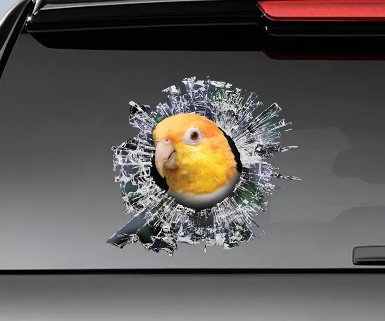 

rusty Caique window sticker, car sticker, parrot car decal, funny sticker