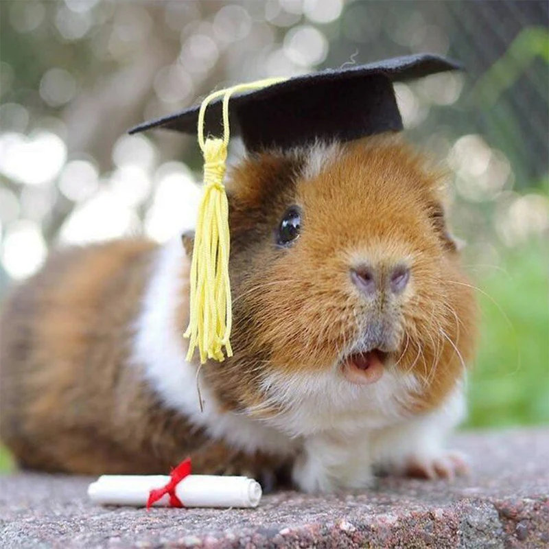 Миниатюрная выпускная шапка с кисточками украшение для вечеринки картонный