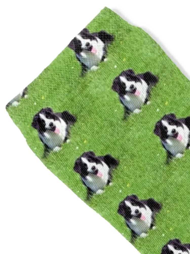 Носки Border Collie On The Grass баскетбольные модные японские футбольные женские носки