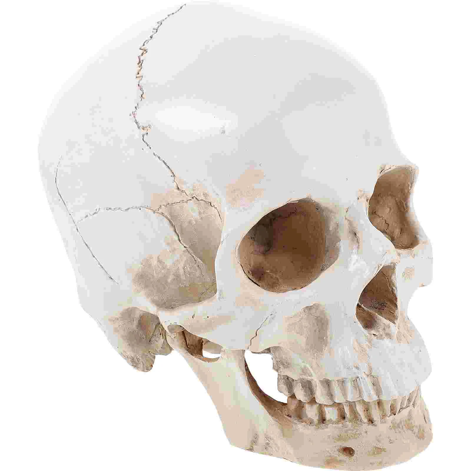 

Human Model Detachable Head Model Teaching Model Anatomy Model