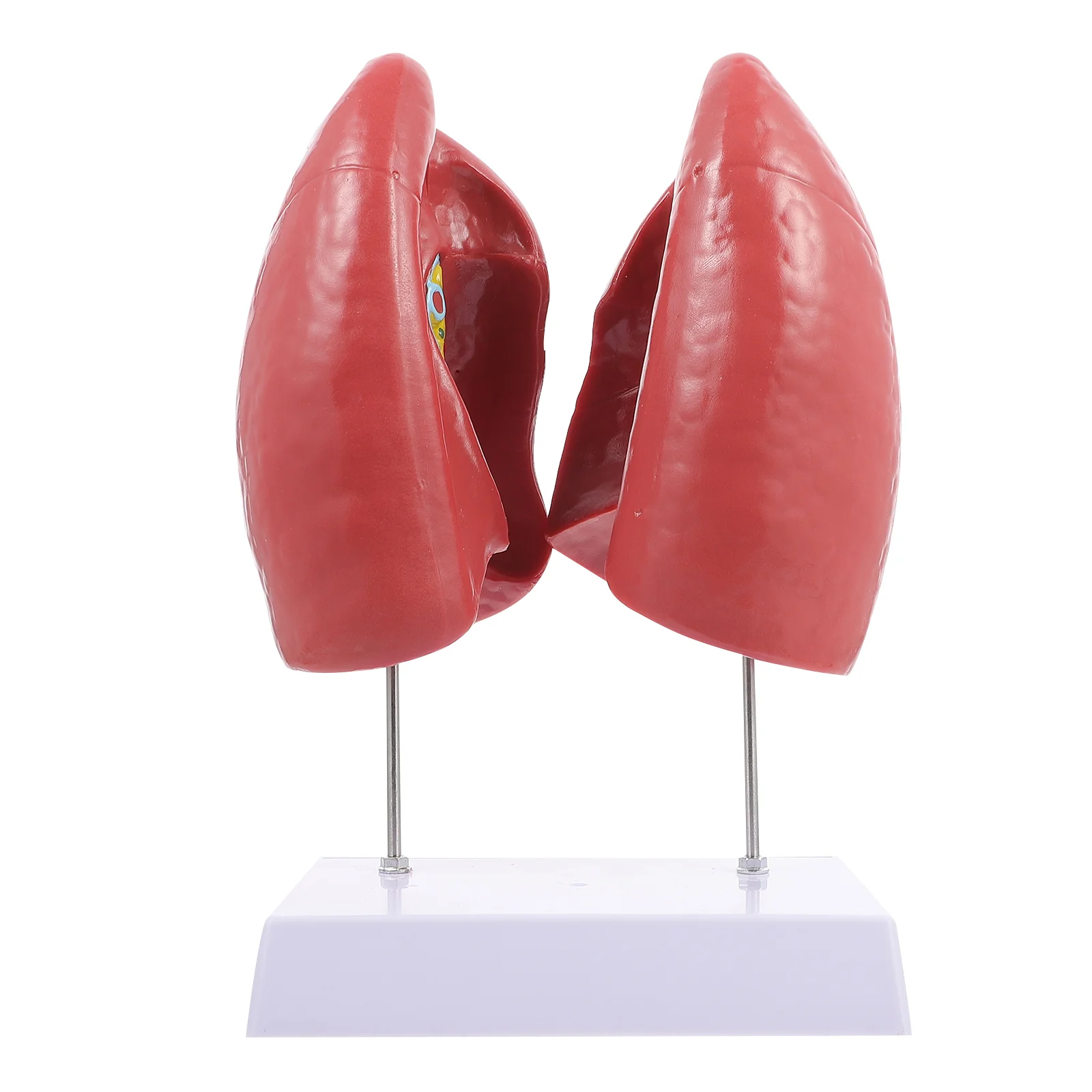 

Human Respiratory Lung Model Respiratory 1:1 Lung Model Experiment Model