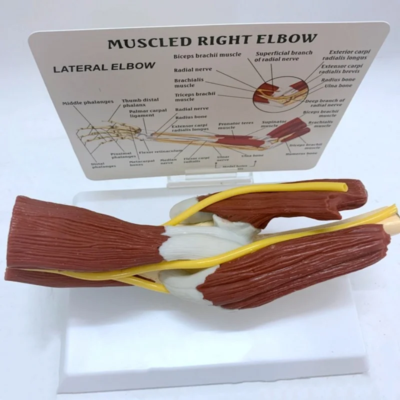 1:1 модель связки мышц кости руки модели локтевого сустава