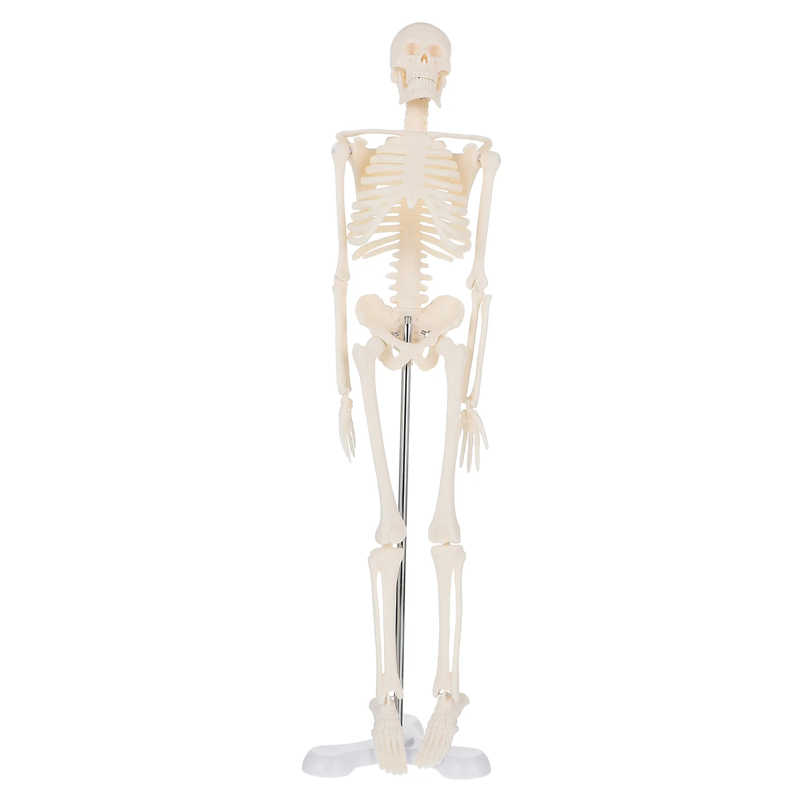 

Human Body Skeleton Model Teaching Human Skeleton Bone Detachable Model with Rack