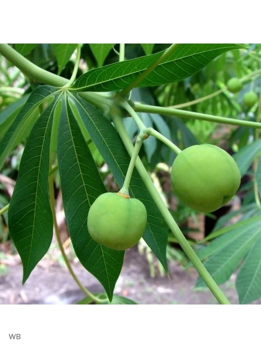 батат маниока. кассава маниок. корнеплод колокаси. корни маниока. съедобные клубни тропиков 6.