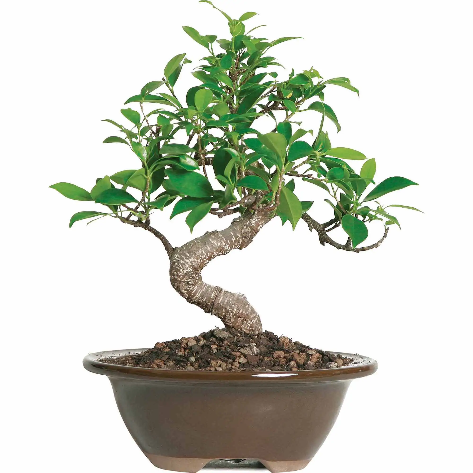 

Brussel's Golden Gate Ficus Bonsai - Small - (Indoor)