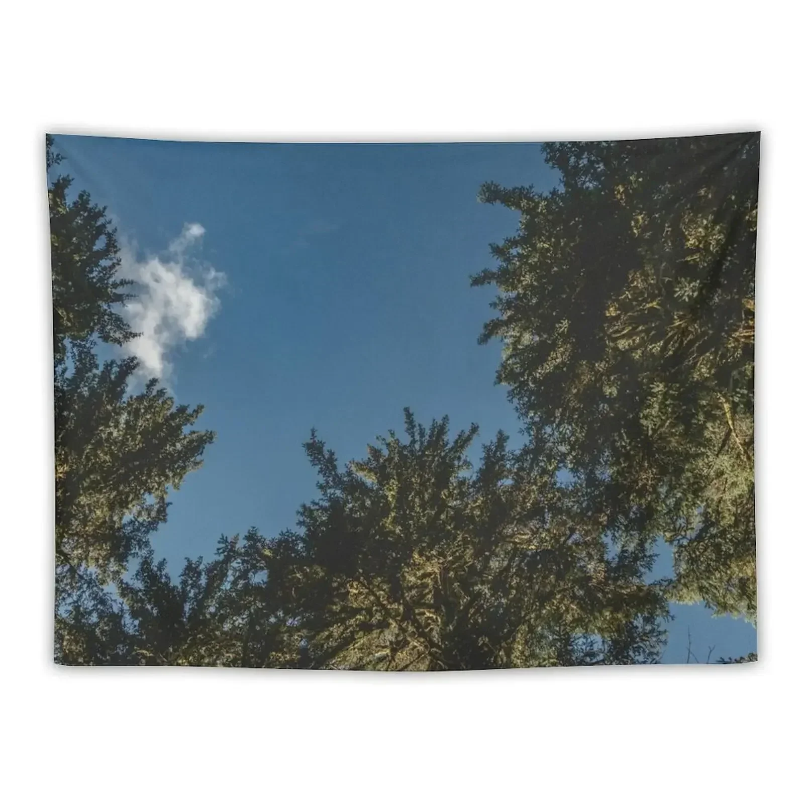 Деревья в Хох Тропический лес - Путешествие Солнце Лес Природа Дерево солнце