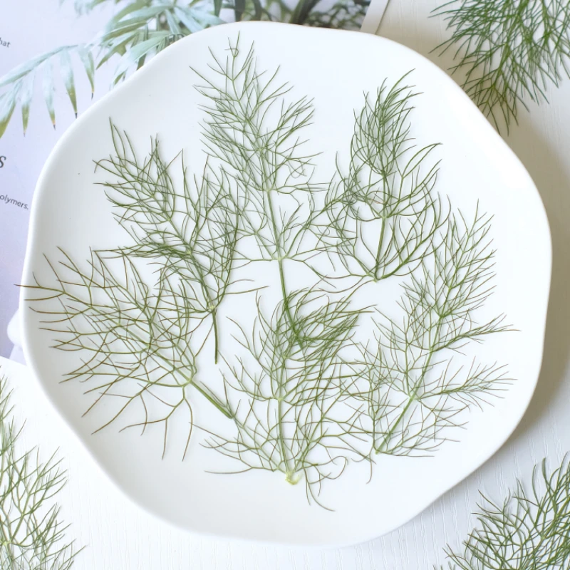 7-10 см/24 шт. натуральные прессованные листья фенхеля Рельефный цветок сделай сам