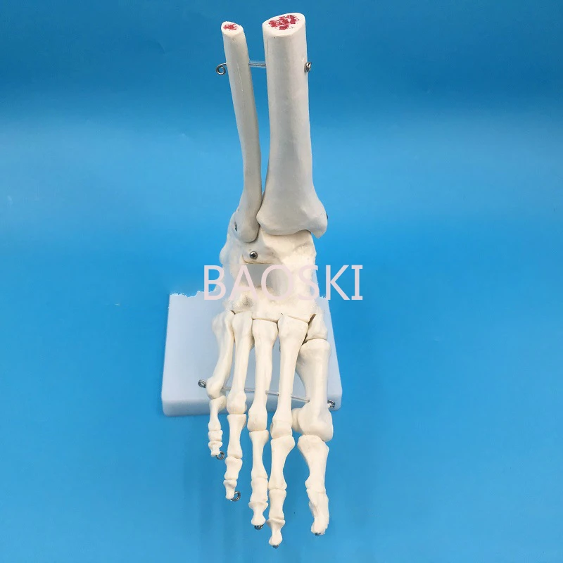 Анатомическая модель стопы 1:1, медицинская модель скелета исследования, скелетная модель стопы, клиника, показ, обучающая модель модель