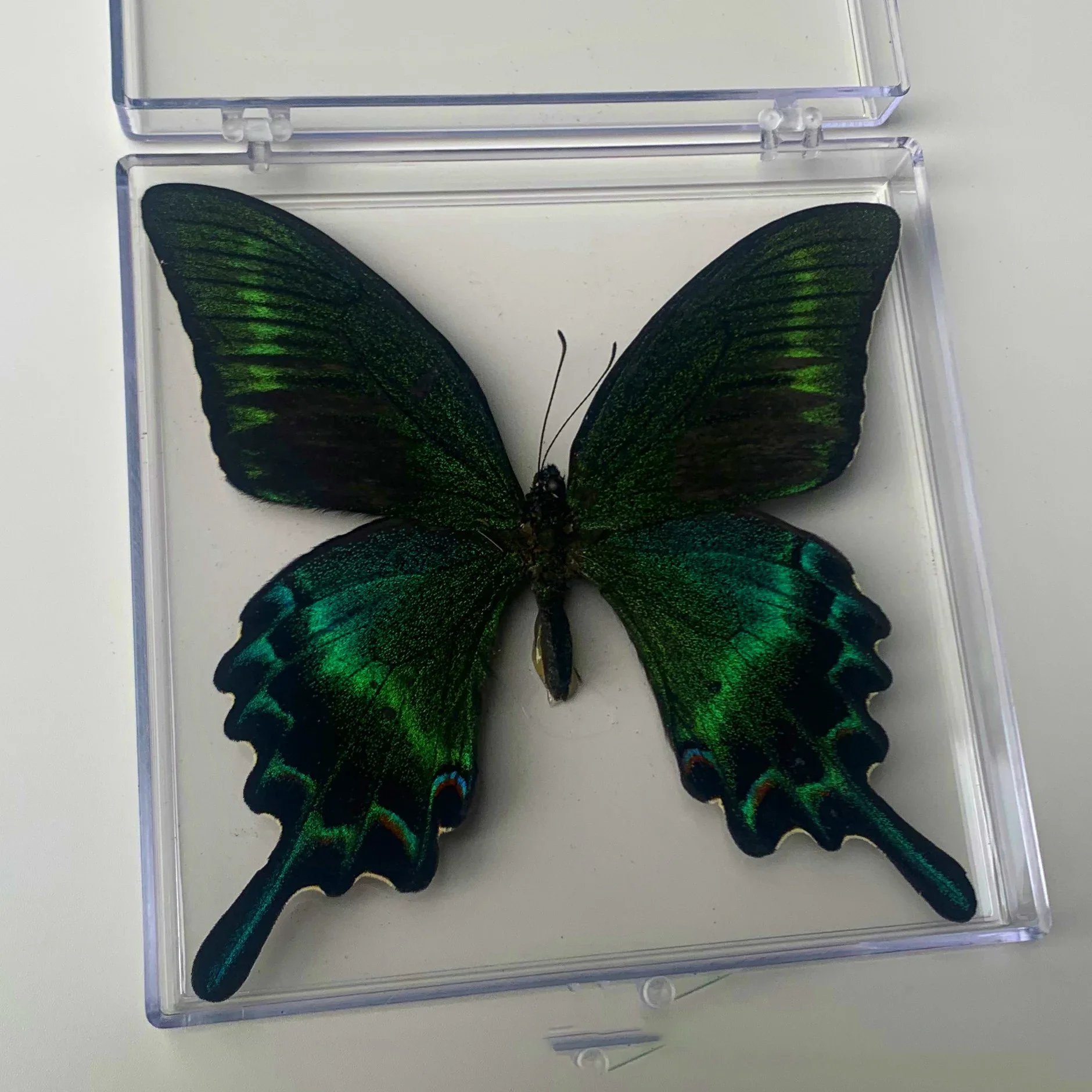 Настоящие образцы бабочек украшение для научного обучения подарка на день