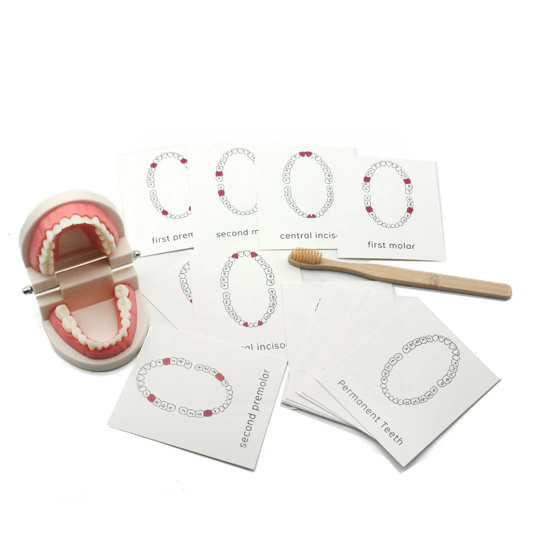 

Игрушки Монтессори для обучения зубами, игрушки для детей от 2 до 4 лет, обучающие игрушки для малышей D44Y