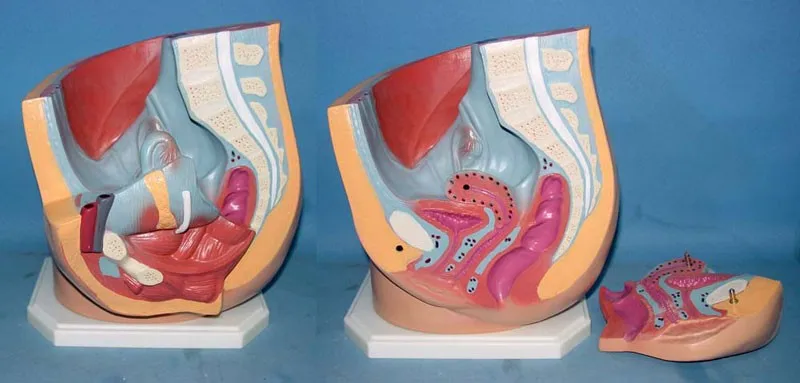 median sagittal section of female pelvis model Reproductive system uterus medical Human specimens free shipping