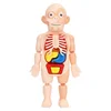 Children Enlightenment Science And Education Human Organ Model Decoration DIY Assembly Medical Early Education Puzzle Model Toy 2