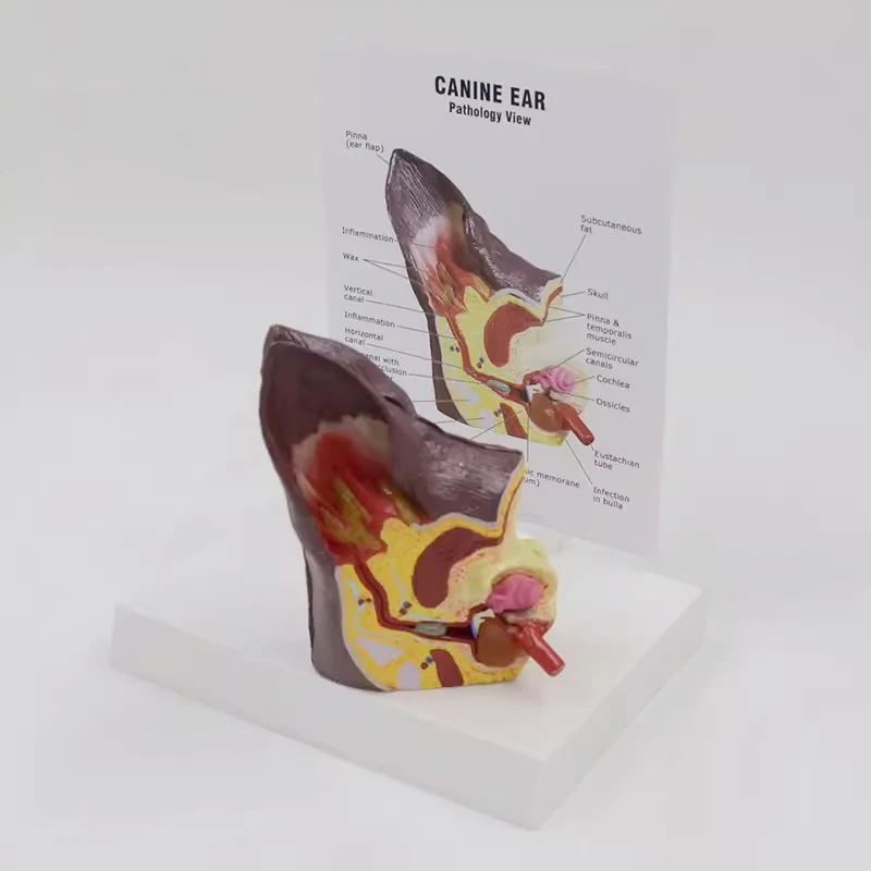 Модель анатомического животного для собак и ушей ветеринарные медицинские