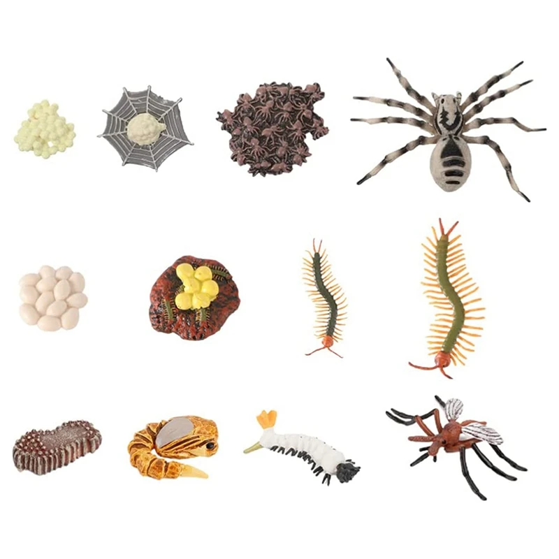 

12 PCS Of Life Cycle Figures Of Insect Animal Growth Life Cycle Model For Kids Biology Science Toys Educational Toys