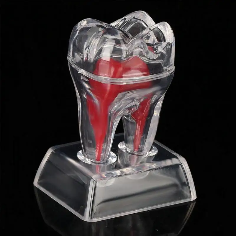 

Detachable Single Tooth Model Toys For Kids Science Toy For Children Practice Teeth Typodonts Mode Gingiva Visible For Teaching