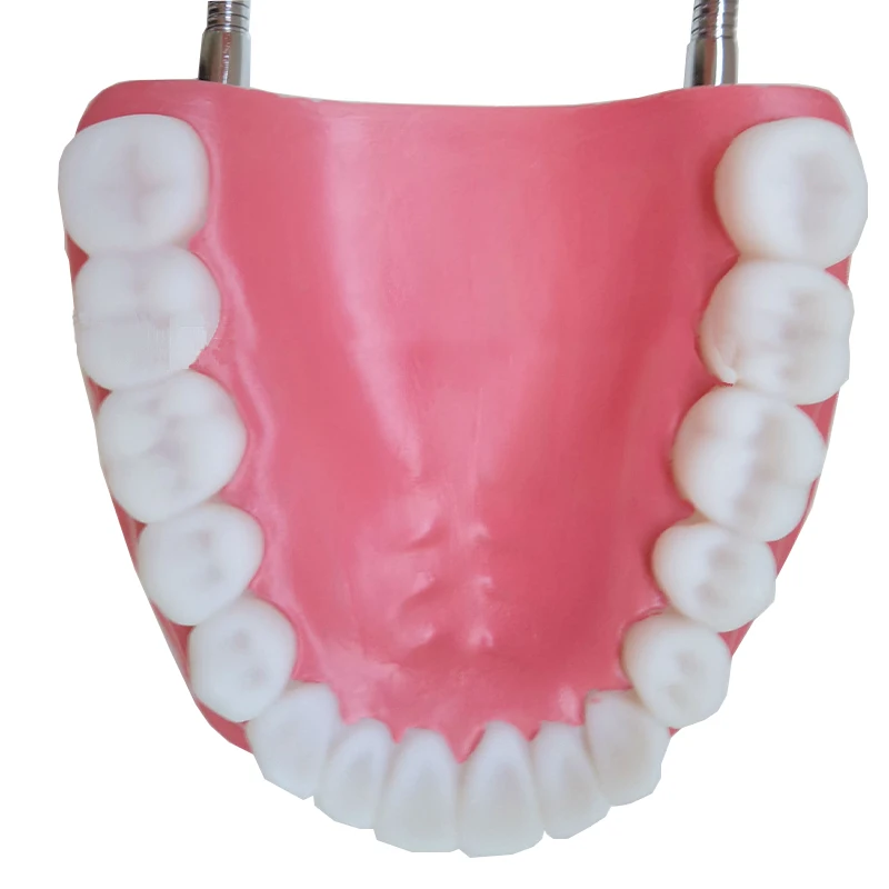 Зубная обучающая модель увеличенная в 6 раз стандартного размера