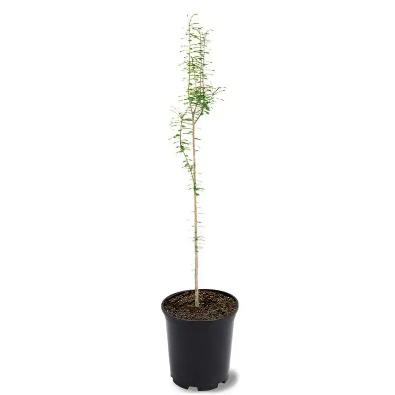 

Bald Cypress Live Plant with Pot