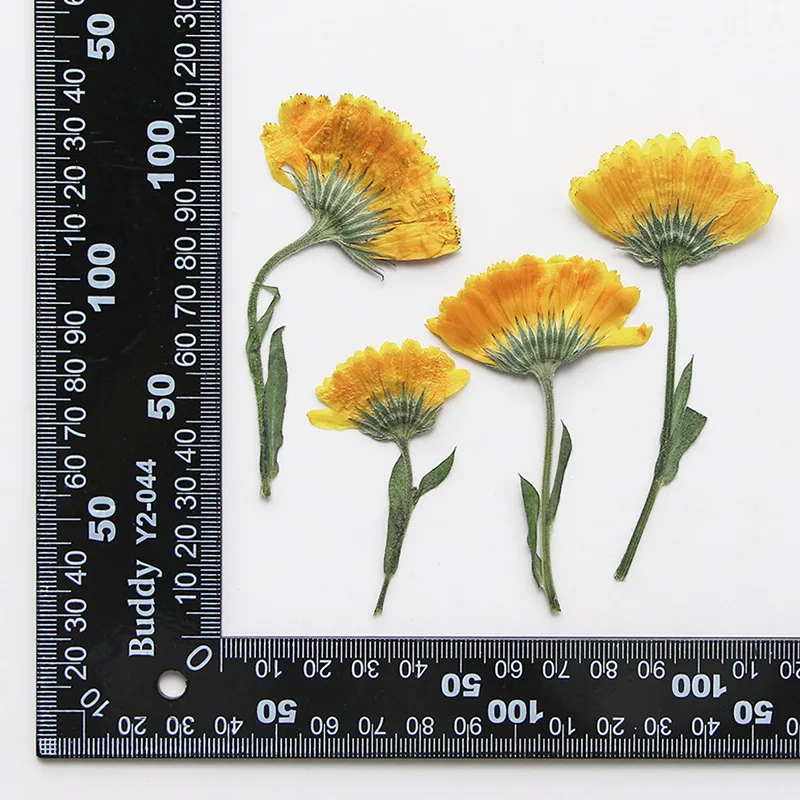 

Прессованные цветы календулы NYAConfetti 12 шт.